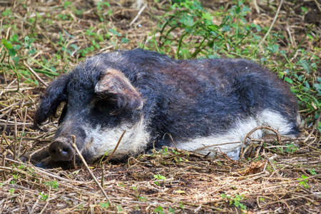 Beautiful hairy Swallow-bellied Mangalica pig (Sus Scrofa), a Hungarian breed of domestic pig with a thick and woolly coat, in the forest in the Netherlands.の写真素材