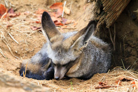 The bat-eared fox (Otocyon megalotis) is a species of fox found on the African savanna, named for its large ears used for thermoregulationの写真素材