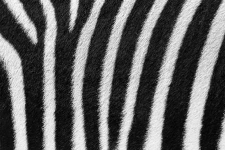 Beautiful background close up of the black and white striped fur of the plains zebra (Equus quagga, formerly Equus burchellii), also known as the common zebraの写真素材