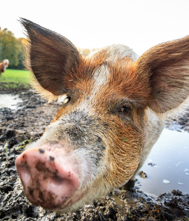 Beautiful close up portrait of a funny brown pig (sus scrofa) outdoors at a petting zoo in the...
