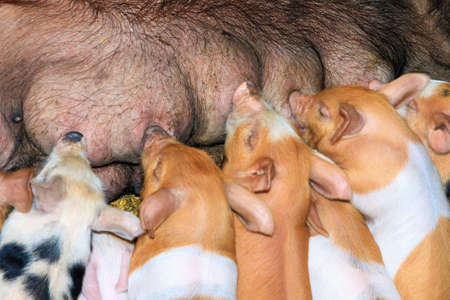 A group of hungry new born piglets drinking milk from their mother in a children's farm in the Netherlandsの写真素材