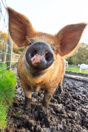 Close up of a funny curious piggy snout (sus scrofa) at a petting zoo in the Netherlands