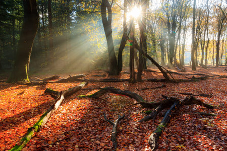 Beautiful morning sunrise in autumn in the Speulder forest in the Netherlands with vibrant colored...