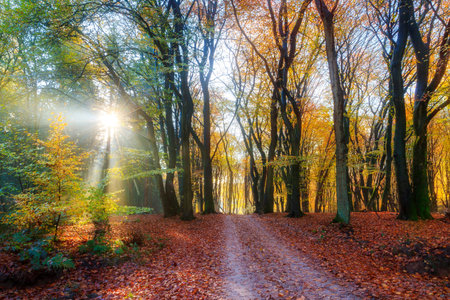 Beautiful morning sunrise in autumn in the Speulder forest in the Netherlands with vibrant colored...