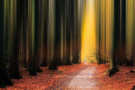 Abstract view of the vertical lines of the trees in a beautiful vibrant autumn forest in the Netherlandsの写真素材