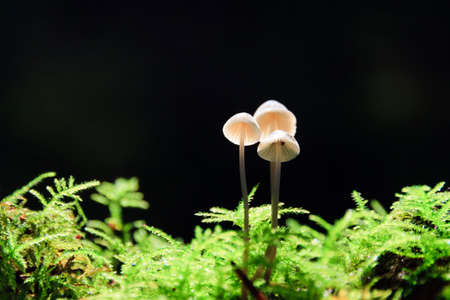 Beautiful group of small toadstools in autumn with green moss and a dark background in the forest in the Netherlandsの写真素材