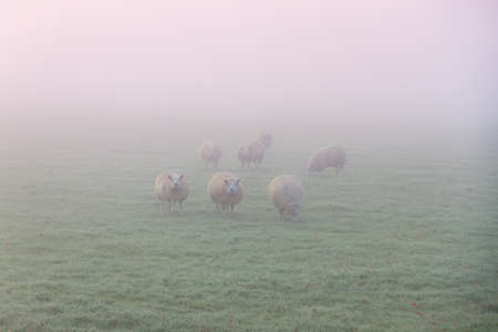 Flock of sheep early in the morning grazing in the autumn fog in the Netherlandsの写真素材
