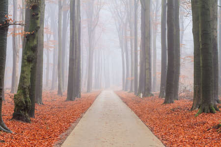 Beautiful bike lane in autumn through a forest in the Netherlands with morning fog and vibrant leafsの写真素材