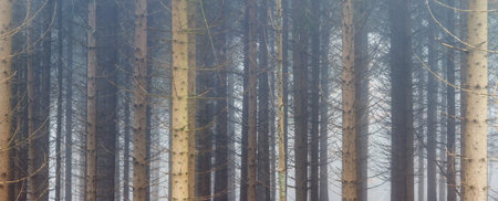 Beautiful mysterious trees in autumn in a forest in the Netherlands with morning fog and trees...