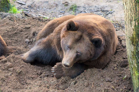 The beautiful Eurasian brown bear (Ursus arctos arctos) lying in the dirt in the forestの写真素材