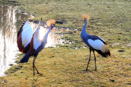 Beautiful view of two grey crowned cranes (Balearica regulorum) in a field near a waterholeの写真素材