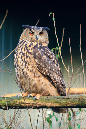 Close up portrait of the beautiful Eurasian eagle-owl (Bubo bubo) with orange eyes