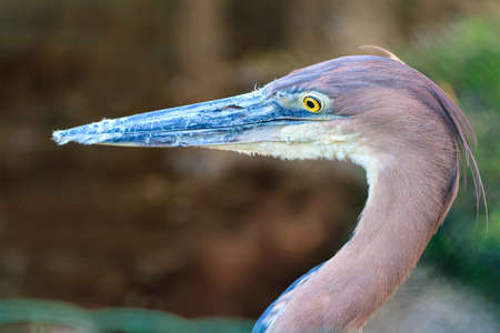 Beautiful portrait of the Goliath heron (Ardea goliath), also known as the giant heronの写真素材