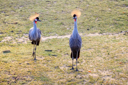 Beautiful view of two grey crowned cranes (Balearica regulorum) in a field near a waterhole