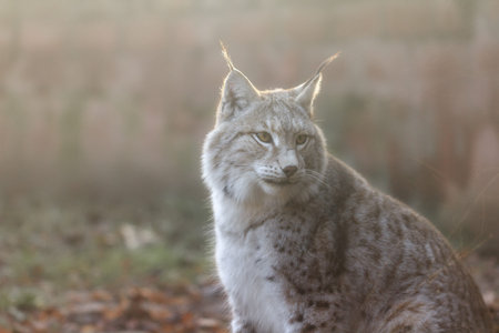 Beautiful close up soft portrait of a Eurasian lynx (Lynx lynx)