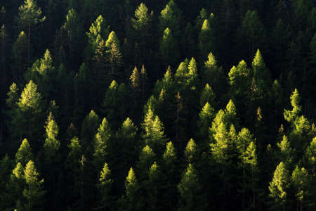 Early morning summer sunshine on the top of the pine trees in the green forest mountains in the Valais region near Grimentz in Switzerlandの写真素材