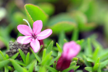 Beautiful small pink flower moss campion (Silene acaulis) aka cushion pink, a mountain-dwelling wildflower in the swiss alpsの写真素材