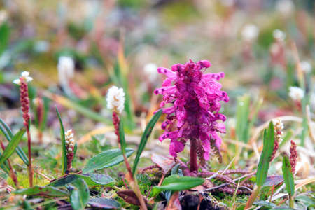 Beautiful close up macro of a pink orchid flower in the swiss alps in summerの写真素材