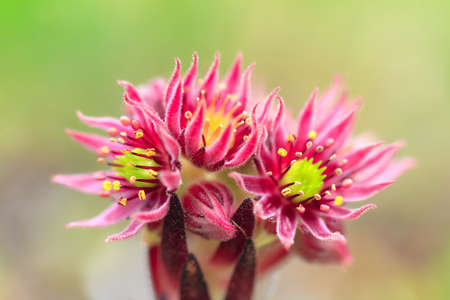 Beautiful close up macro of a Mountain Houseleek (Sempervivum Montanum) pink succulent with tight rosettes on a mountain in the swiss alps in summer in switzerlandの写真素材
