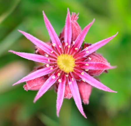Beautiful close up macro of a Mountain Houseleek (Sempervivum Montanum) pink succulent with tight rosettes on a mountain in the swiss alps in summer in switzerlandの写真素材
