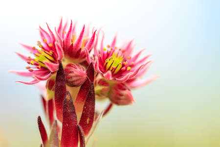 Beautiful close up macro of a Mountain Houseleek (Sempervivum Montanum) pink succulent with tight rosettes on a mountain in the swiss alps in summer in switzerlandの写真素材