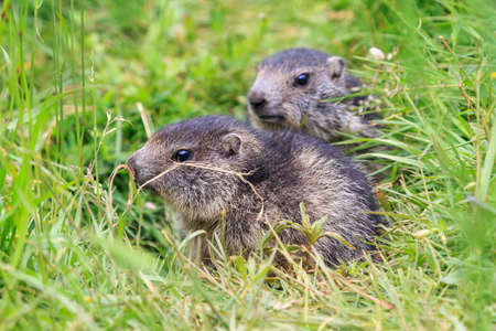Beautiful and cute alpine marmot (Marmota marmota) in the green grass in the swiss alps in summerの写真素材