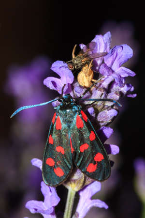 The six-spot burnet (Zygaena filipendulae) on lavender flowers at night with a spider eating a fly in the backgroundの写真素材