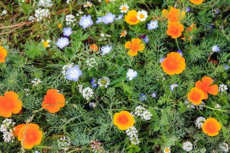 A beautiful flower bed of vibrant spring flowers in summer in Geneva, Switzerlandの写真素材