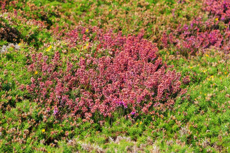 Beautiful close up of the vibrant violet heather flowers (Calluna vulgaris) and yellow common gorse (Ulex europaeus) of the moorland on the cliffs at Cap FrÃ©hel in Brittany, Franceの写真素材