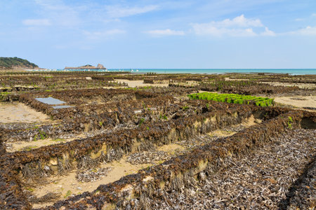 Beautiful view of the beds at a farm for harvesting oysters at low tide in Cancale, France, in...