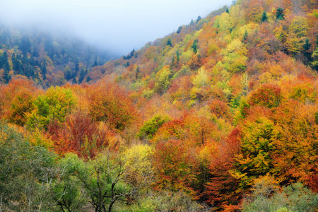 Beautiful landscape view of the mountains of the Rila Nature Park in Bulgaria with vibrant autumn...