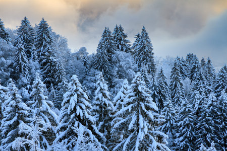 Beautiful morning sunrise view of snowy tree tops with clouds in the mountains of the Brandnertal in...