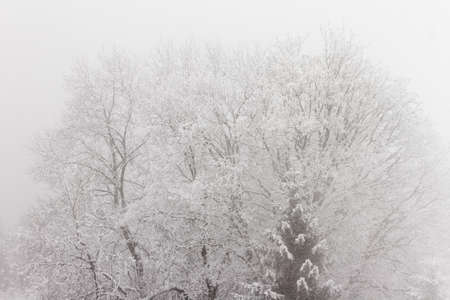 Beautiful cold winter view of icy tree tops with snow in foggy conditions in the mountains of the Brandnertal in the Alps in Vorarlberg, Austriaの写真素材