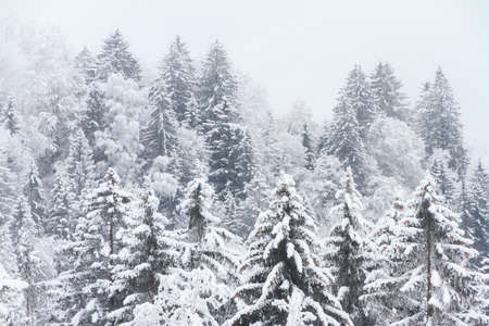 Beautiful cold winter view of icy tree tops with snow in foggy conditions in the mountains of the Brandnertal in the Alps in Vorarlberg, Austriaの写真素材