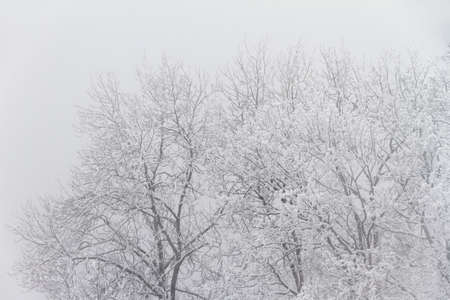 Beautiful cold winter view of icy tree tops with snow in foggy conditions in the mountains of the Brandnertal in the Alps in Vorarlberg, Austriaの写真素材
