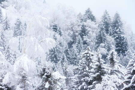 Beautiful cold winter view of icy tree tops with snow in foggy conditions in the mountains of the Brandnertal in the Alps in Vorarlberg, Austriaの写真素材
