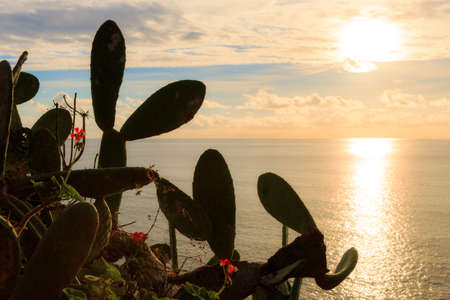 Stock photography Madeira in summer. Beautiful landscape landscape view of cactus plants at sunset looking out over the atlantic ocean from the island Madeira in summerの写真素材