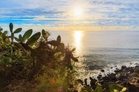 Stock photography Madeira in summer. Beautiful landscape landscape view of cactus plants at sunset looking out over the atlantic ocean from the island Madeira in summerの写真素材
