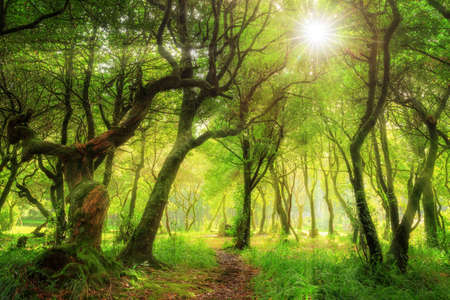 Beautiful green nature view of the UNESCO Laurissilva forest (Laurel forest) in the mountains of Madeira in summerの写真素材