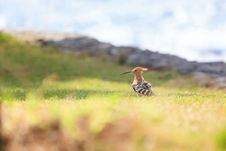 The Eurasian hoopoe (Upupa epops) on the east coast of the island Madeira at Ponta de Sao Lourencoの写真素材