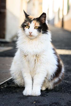 Beautiful white hairy cat (Felis catus) in the street of Funchal, Madeira, in summerの写真素材