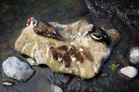 Beautiful view of a family of Muscovy ducks (Cairina moschata) on a rock in a river on the island Madeira, Portugalの写真素材