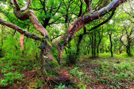 Beautiful green nature view of the Laurissilva forest (Laurel forest) in the mountains of Madeira in...