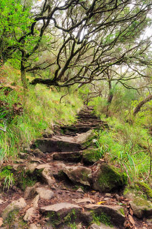 Beautiful view of the hiking path in nature on the green island Madeira, during a hike on 25 Fontes trail going up natural stairs.の写真素材