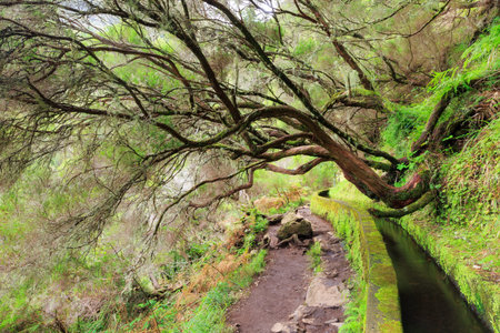 Beautiful landscape view of the hiking path in nature on the green island Madeira, during a hike on...