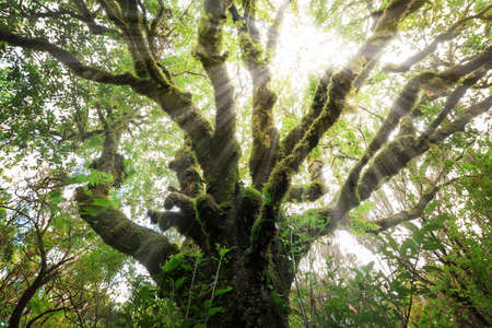 Beautiful green nature viewの写真素材