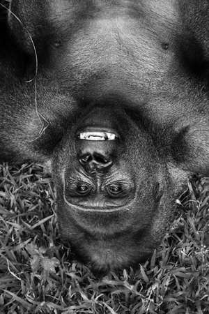 Beautiful close up of a big alpha male silverback western lowland gorilla playing in a field in black and whiteの写真素材
