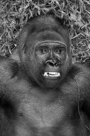 Beautiful close up of a big alpha male silverback western lowland gorilla playing in a field in black and whiteの写真素材