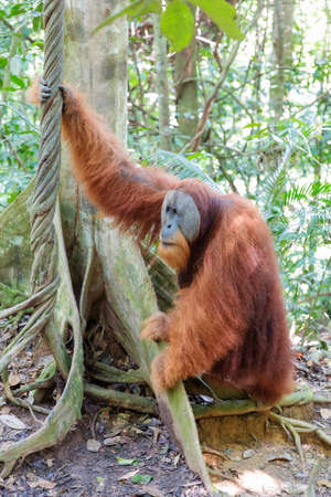 Beautiful male Sumatran Orangutan (Pongo abelii) during an ecotourism jungle hike in Gunung Leuser National Park, Bukit Lawang, Sumatra, Indonesiaの写真素材