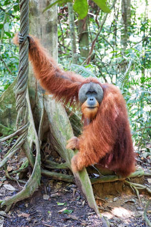Beautiful male Sumatran Orangutan (Pongo abelii) during an ecotourism jungle hike in Gunung Leuser National Park, Bukit Lawang, Sumatra, Indonesiaの写真素材